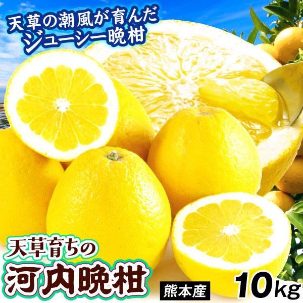みかん 10kg 天草育ちの 河内晩柑 熊本産 ご家庭用 和製グレープフルーツ サンジューシー 柑橘...