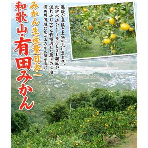 みかん 5kg 有田のカラマンダリン 和歌山産...の詳細画像2