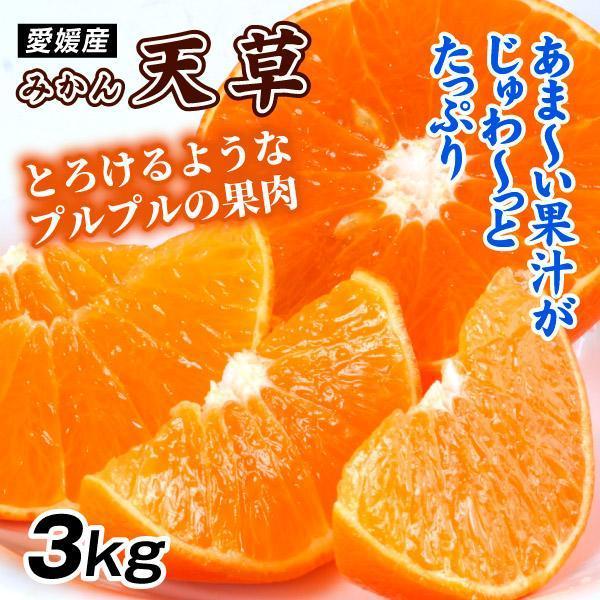 みかん 3kg 天草・あまくさ 愛媛産 ご家庭用 果肉プルプル濃厚な甘み オレンジの芳醇な香り 紅ま...