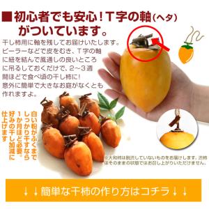 柿 徳島産 大和柿 干柿用渋柿 10kg1箱 ...の詳細画像2