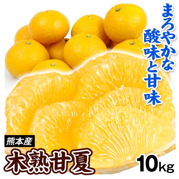みかん 10kg 木熟甘夏 熊本産 ご家庭用 甘夏 木熟 あまなつ 柑橘 果物 フルーツ 送料無料 ...