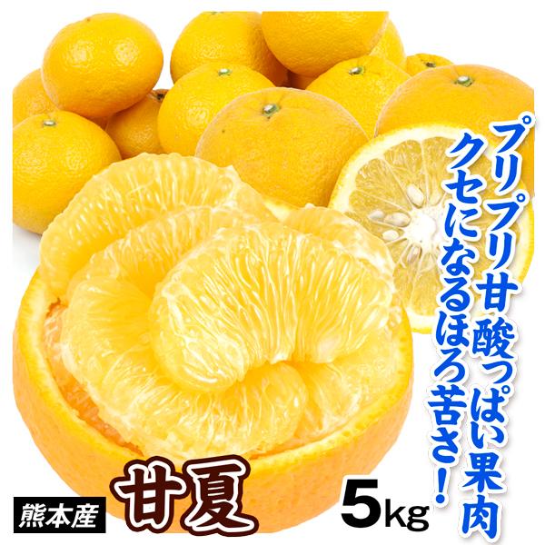 みかん 熊本産 ご家庭用 甘夏 5kg あまなつ 柑橘 蜜柑 フルーツ 果物 送料無料 食品