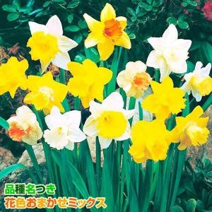 水仙 球根 ラッパ咲水仙ミックス 40球 (無選別) スイセンの球根 秋植え