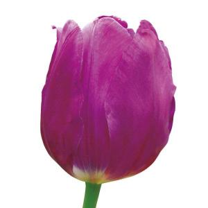 国華園 チューリップ 球根 紫花 50球 特大球(球周 約12cm) チューリップの球根