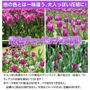 国華園 チューリップ 球根 紫花 50球 特大...の詳細画像1