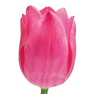 国華園 チューリップ 球根 桃花 50球 大球(球周 約11cm) チューリップの球根