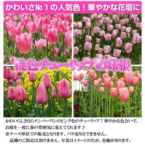 国華園 チューリップ 球根 桃花 50球 大球...の詳細画像1