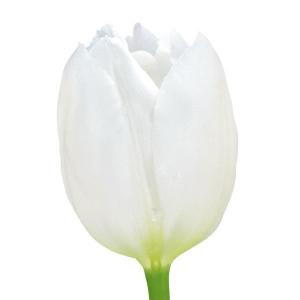国華園 チューリップ 球根 白花 50球 大球(球周 約11cm) チューリップの球根