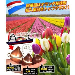 国華園 チューリップ 球根 白花 50球 大球...の詳細画像2