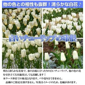 国華園 チューリップ 球根 白花 50球 大球...の詳細画像1