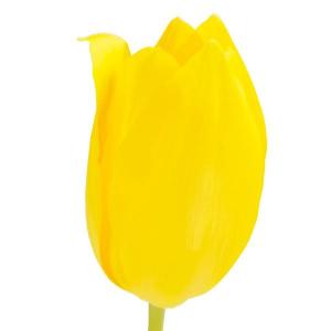 国華園 チューリップ 球根 黄花 50球 普通球(球周 約10cm) チューリップの球根