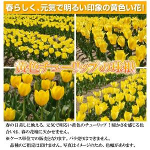 国華園 チューリップ 球根 黄花 50球 大球...の詳細画像1