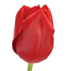 国華園 チューリップ 球根 赤花 50球 大球(球周 約11cm) チューリップの球根