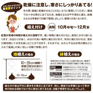 国華園 チューリップ 球根 赤花 50球 大球...の詳細画像4
