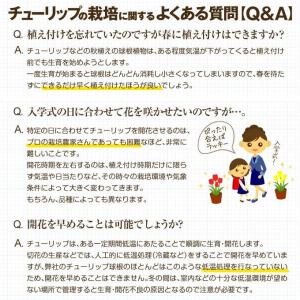 国華園 チューリップ 球根 赤花 50球 大球...の詳細画像5
