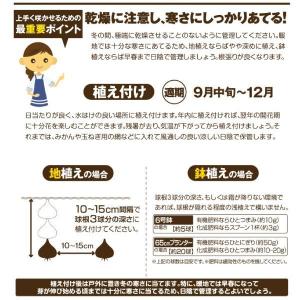 国華園 チューリップ 球根 特大球 赤黄2色咲...の詳細画像2