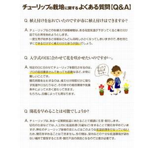 国華園 チューリップ 球根 特大球 赤黄2色咲...の詳細画像3