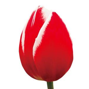 根付き球根　花ニラ12本　特大球根 ご確認ページ　発送済 根付き球根 花ニラ12本 特大球根 ご確認ページ 発送済