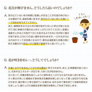 国華園 チューリップ 球根 普通球 赤白2色咲...の詳細画像5