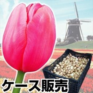 チューリップ球根販売の商品一覧 通販 Yahoo ショッピング