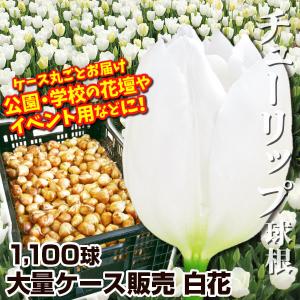 チューリップ球根販売の商品一覧 通販 Yahoo ショッピング