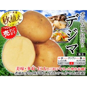 国華園 種芋 秋植えじゃがいも デジマ 2kg...の詳細画像2