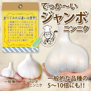 国華園 ニンニク 種球 ジャンボニンニク 種球...の詳細画像2