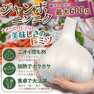 国華園 ニンニク 種球 ジャンボニンニク 種球...の詳細画像1