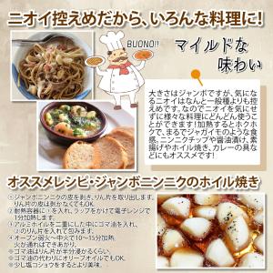 国華園 ニンニク 種球 ジャンボニンニク 種球...の詳細画像3