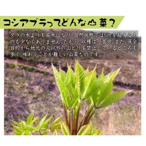 国華園 有用植物苗 大株コシアブラ 1株 / ...の詳細画像1