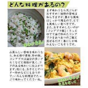 国華園 有用植物苗 大株コシアブラ 1株 / ...の詳細画像2
