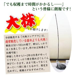 国華園 有用植物苗 大株コシアブラ 1株 / ...の詳細画像3