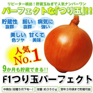 国華園 玉ねぎ苗(中晩生)F1つり玉パーフェク...の詳細画像3
