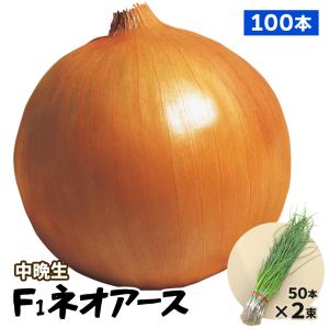 2025年12月】ネオアースのおすすめ人気ランキング - Yahoo!ショッピング