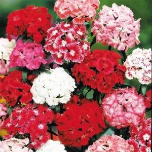 国華園 種 花たね 美女なでしこ混合 1袋(300mg) / 花の種 通販 花種 はなたね 美女撫子 ビジョナデシコ