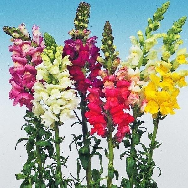国華園 種 花たね キンギョソウ 巨大輪金魚草混合 1袋(100mg) / 花の種 通販 花種 はな...