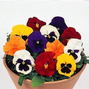 国華園 種 花たね パンジー美色混合 1袋(100mg) / 花の種 通販 花種 はなたね パンビオ 花壇向き 鉢植え向き 冬花壇