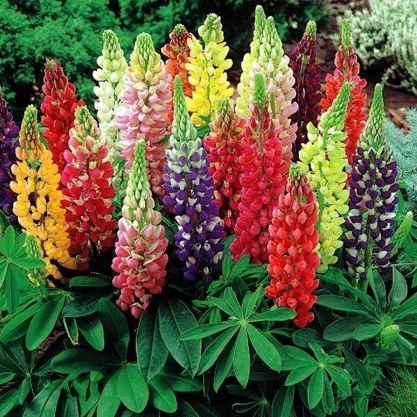 国華園 種 花たね ラッセルルピナス混合 1袋(500mg) / 花の種 通販 花種 はなたね 花壇...
