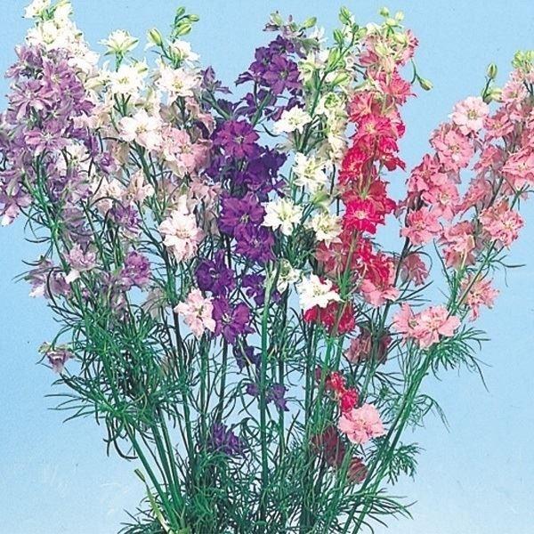 花種 花たね 千鳥草美色混合  1袋（200mg）