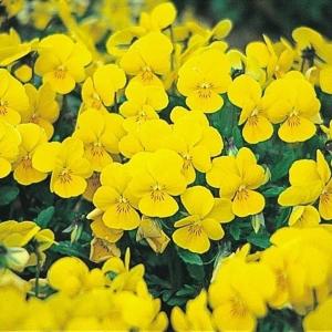 国華園 種 花たね ビオラ イエロー 1袋(100mg) / 花の種 通販 花種 はなたね パンビオ 花壇向き 鉢植え向き