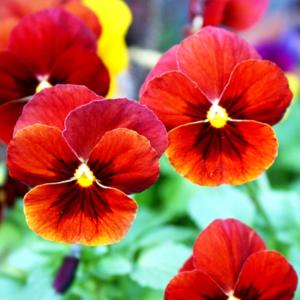 国華園 種 花たね ビオラ スカーレット 1袋(70mg) / 花の種 通販 花種 はなたね パンビオ 花壇向き 鉢植え向き