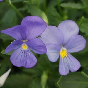 ビオラ ブルー 種 種子 の商品一覧 花 ガーデニング 通販 Yahoo ショッピング