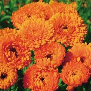 国華園 種 花たね キンセンカ 芸者ガール 1袋(1000mg) / 花の種 通販 花種 はなたね 金盞花 カレンデュラ カレンジュラ