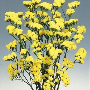国華園 種 花たね スターチス イエロー 1袋(100mg) / 花の種 通販 花種 はなたね リモニウム リモニューム 切花向き