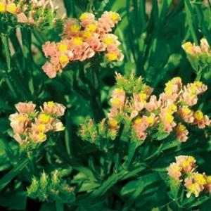 国華園 種 花たね スターチス アプリコット 1袋(100mg) / 花の種 通販 花種 はなたね リモニウム リモニューム 切花向き