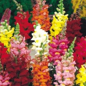 国華園 種 花たね 金魚草2色咲ミックス 1袋(...の商品画像