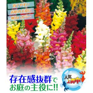 国華園 種 花たね 金魚草2色咲ミックス 1袋...の詳細画像1