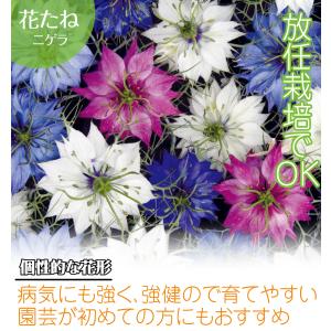 国華園 種 花たね ニゲラ混合 1袋(1000...の詳細画像1