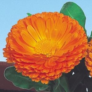 国華園 種 花たね キンセンカ オレンジキング 1袋(1000mg) / 花の種 通販 花種 はなたね 金盞花 カレンデュラ カレンジュラ
