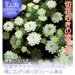 国華園 種 花たね ホワイトレースフラワー 1...の詳細画像1